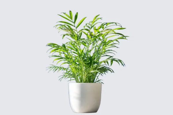 Remove its background visual step for How to Make an Image Background Transparent