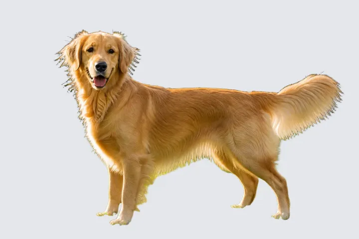 Portrait cutout with fine hair after background removal